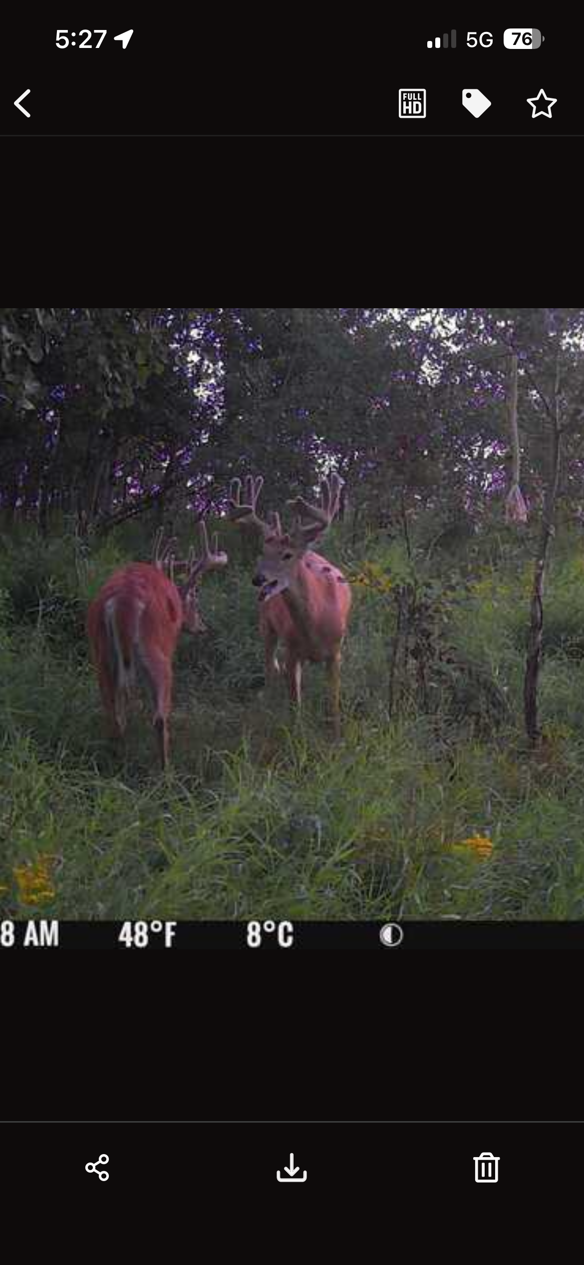 Drop Tine Blend
