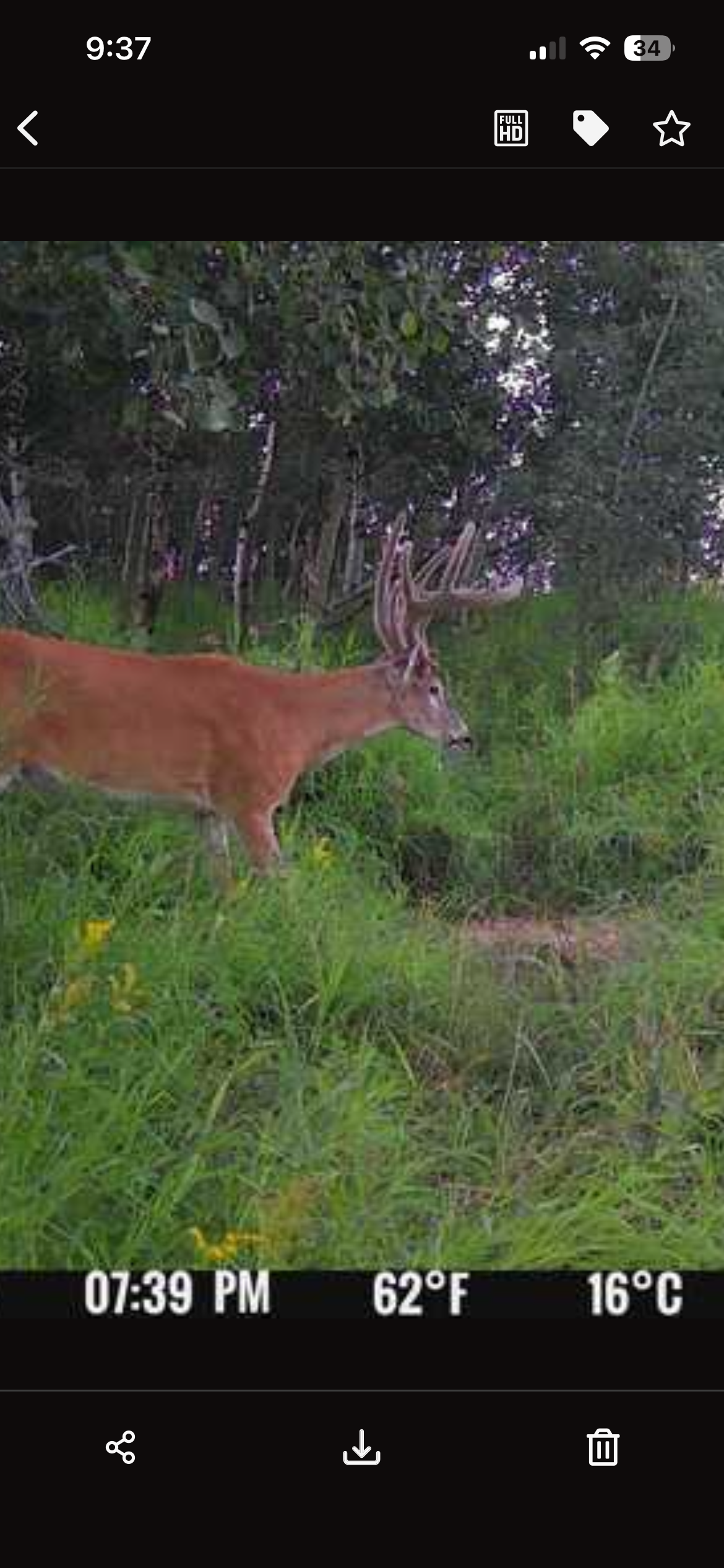 Drop Tine Blend