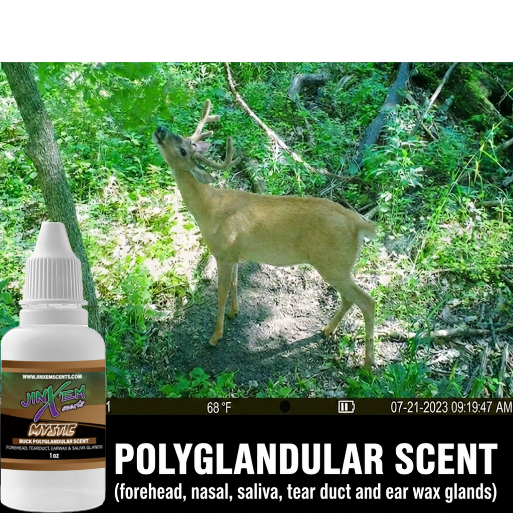 Mystic Polyglandular Gland Scent