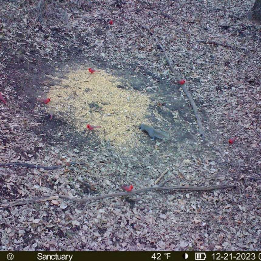 Munchies Deer Feed Jinx'em Scents