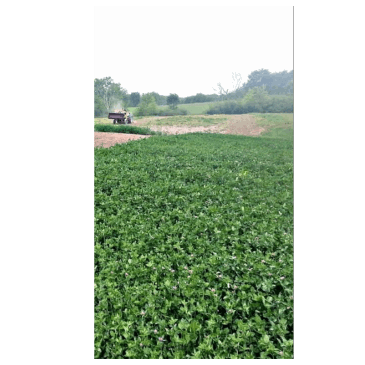 Food Plot Seed - Xtream Perennial